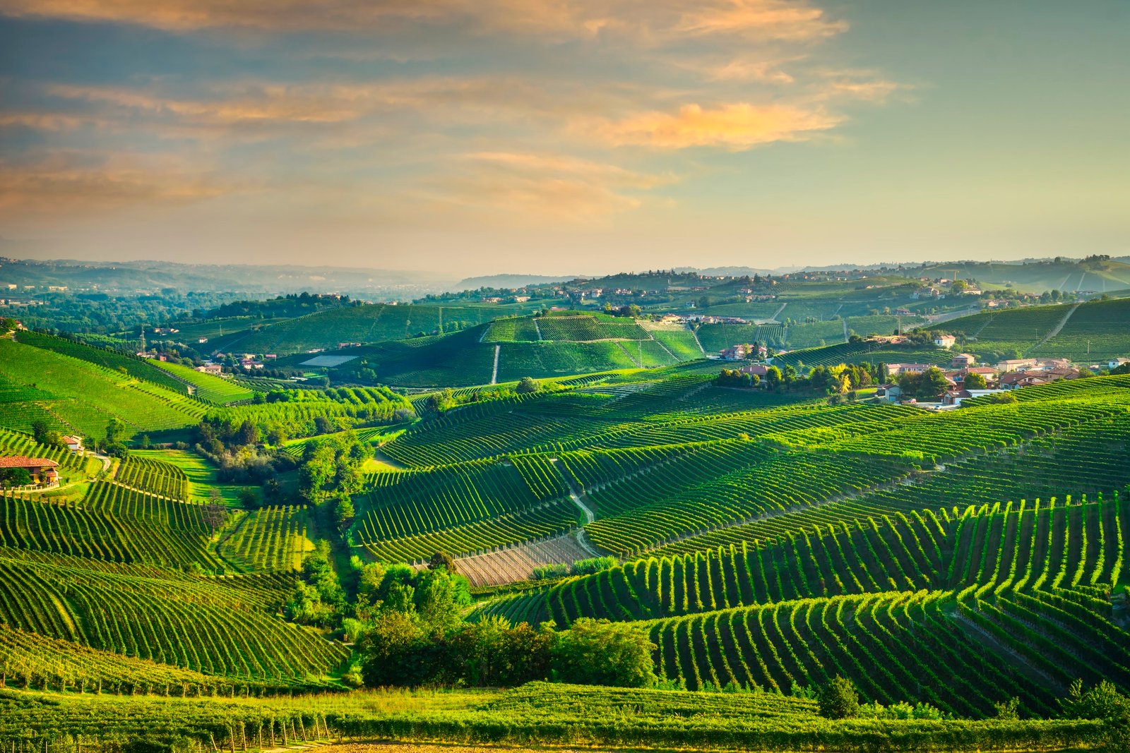 Viñedos de Piemonte